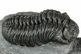Phacopid (Adrisiops) Trilobite - Jbel Oudriss, Morocco #355875-1